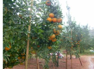 Cây ăn quả đang đem lại nguồn thu ổn định cho người làm vườn ở Yên Bái.